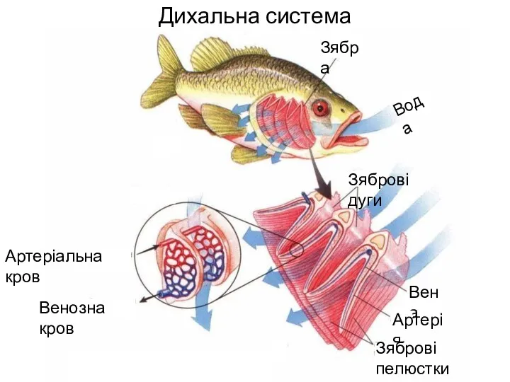 Дихальна система Вода Зябра х Зяброві дуги Вена Артерія Зяброві пелюстки Артеріальна кров Венозна кров