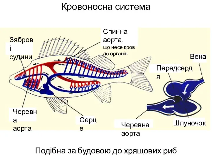 Кровоносна система Подібна за будовою до хрящових риб Серце Черевна аорта Зяброві судини
