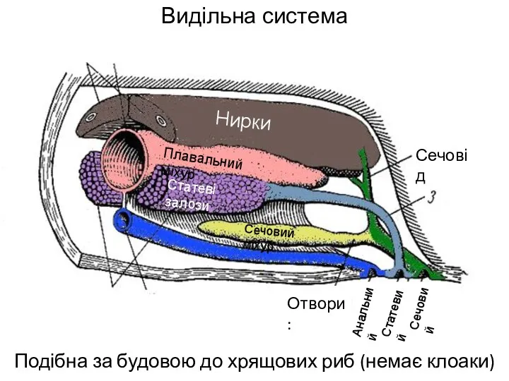 Видільна система Подібна за будовою до хрящових риб (немає клоаки)