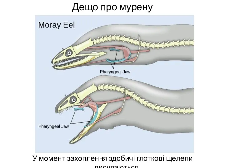 Дещо про мурену У момент захоплення здобичі глоткові щелепи висуваються