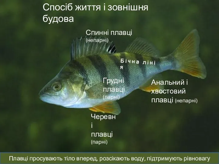 Спосіб життя і зовнішня будова Спосіб життя і зовнішня будова Грудні плавці (парні)