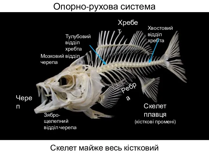 Опорно-рухова система Скелет майже весь кістковий Череп Хребет Скелет плавця (кісткові промені) Мозковий
