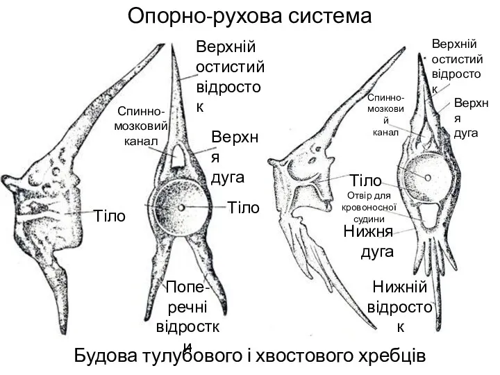 Опорно-рухова система Будова тулубового і хвостового хребців Тіло Тіло Верхня дуга х Верхній