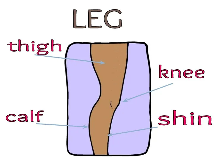 LEG shin thigh calf knee