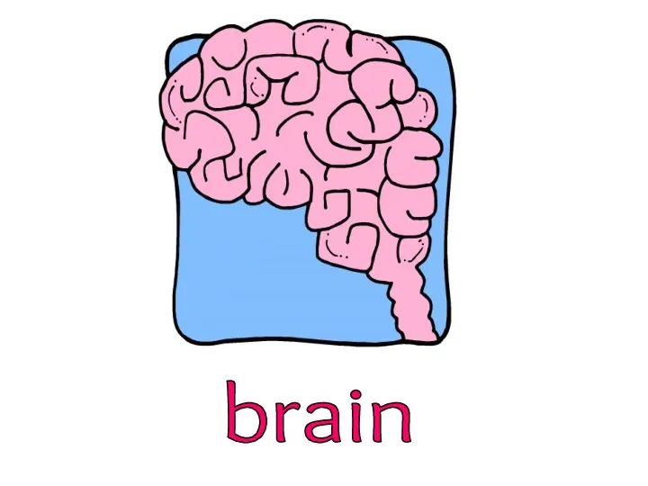 brain