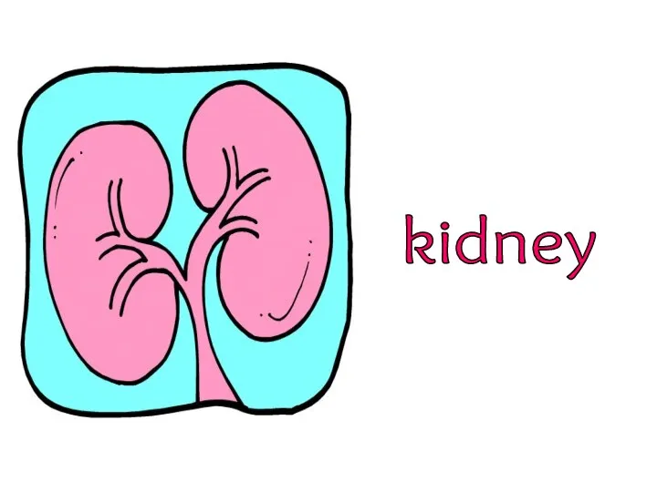 kidney