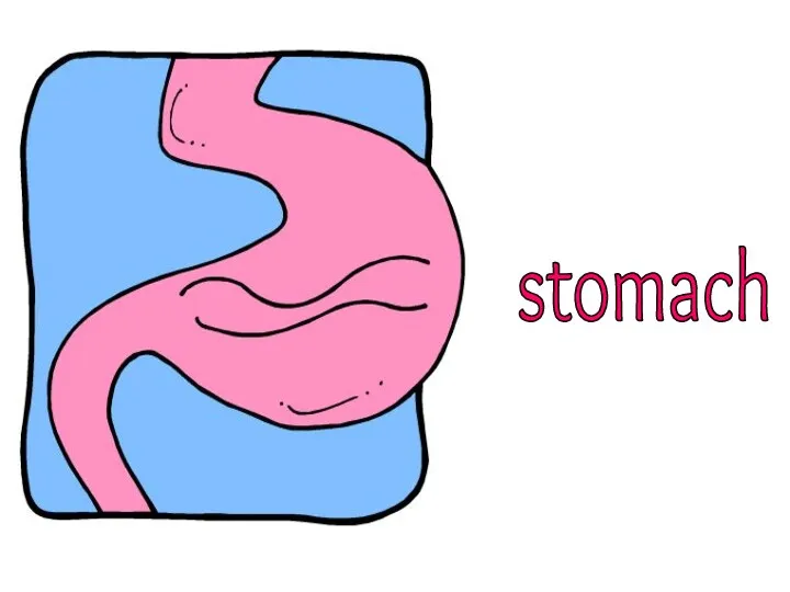 stomach