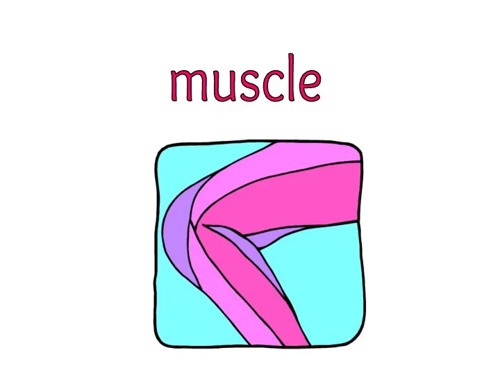 muscle