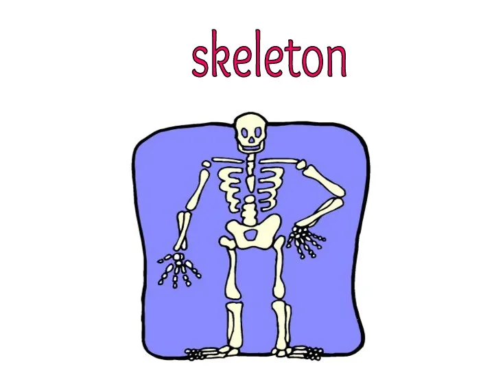 skeleton