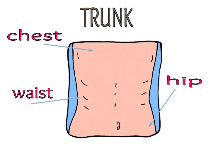TRUNK chest waist hip
