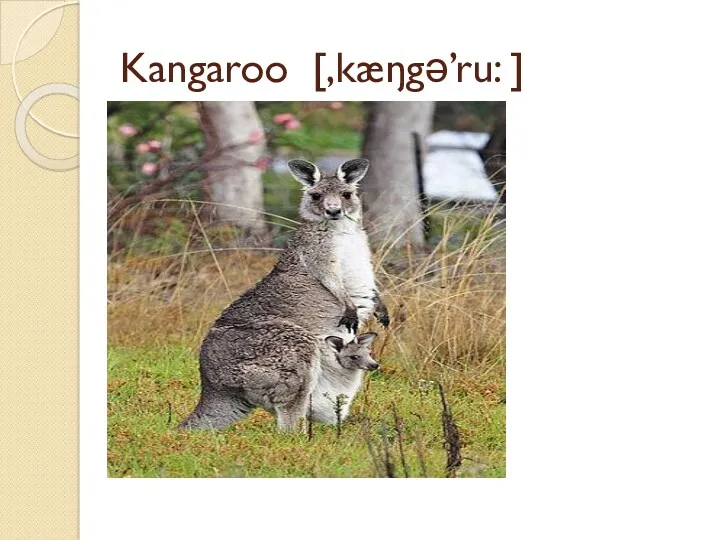 Kangaroo [,kæŋgə’ru: ]