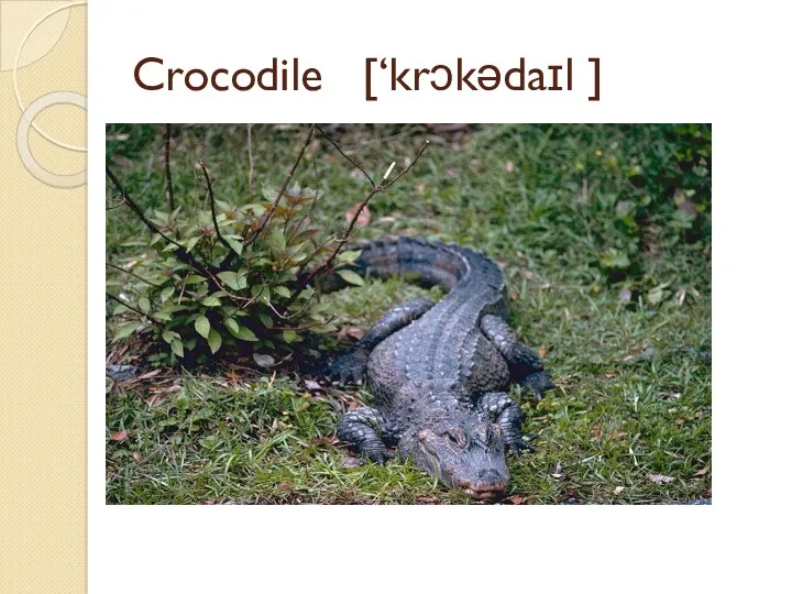 Crocodile [‘krɔkədaɪl ]