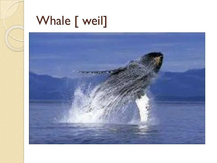 Whale [ weil]