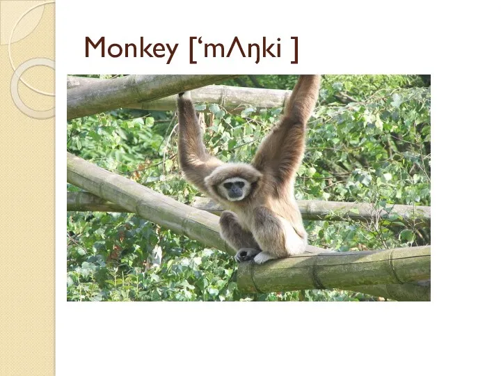 Monkey [‘mΛŋki ]