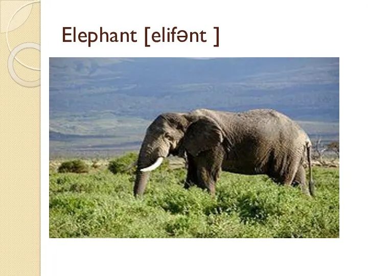 Elephant [elifənt ]