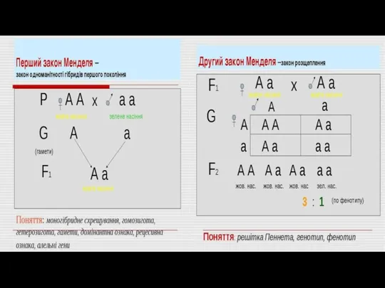 Закономірності успадкування генів, що зумовлюють прояв ознак