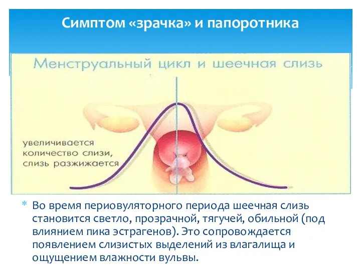 Симптом «зрачка» и папоротника Во время периовуляторного периода шеечная слизь
