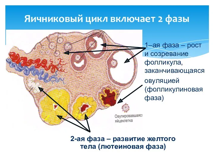 Яичниковый цикл включает 2 фазы 2-ая фаза – развитие желтого тела (лютеиновая фаза)