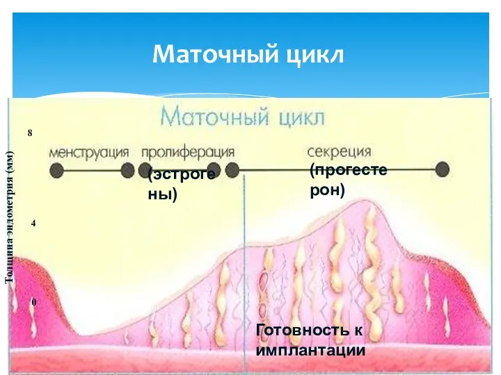 Маточный цикл Готовность к имплантации (эстрогены) (прогестерон) Толщина эндометрия (мм) 0 4 8