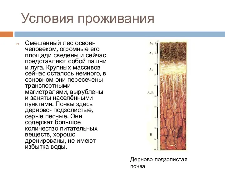 Условия проживания Смешанный лес освоен человеком, огромные его площади сведены