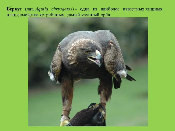 Бе́ркут (лат. Aquila chrysaetos) - одна из наиболее известных хищных птиц семейства ястребиных, самый крупный орёл.