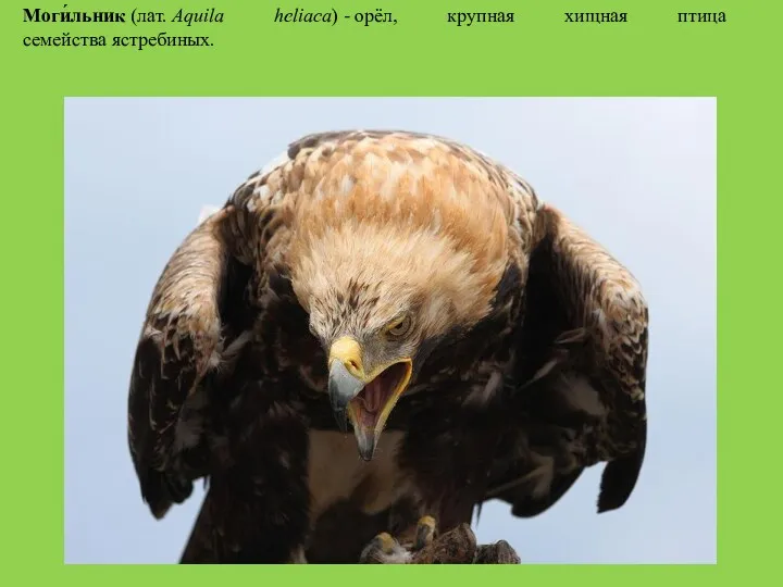 Моги́льник (лат. Aquila heliaca) - орёл, крупная хищная птица семейства ястребиных.