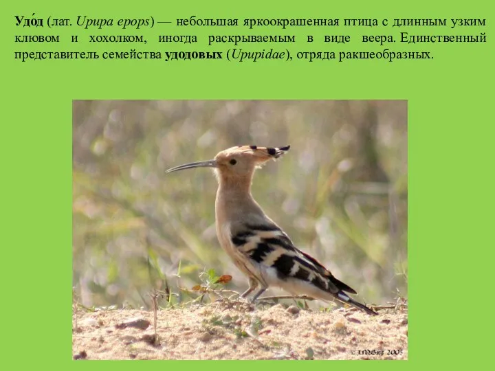 Удо́д (лат. Upupa epops) — небольшая яркоокрашенная птица с длинным