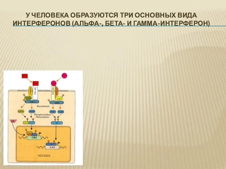 У ЧЕЛОВЕКА ОБРАЗУЮТСЯ ТРИ ОСНОВНЫХ ВИДА ИНТЕРФЕРОНОВ (АЛЬФА-, БЕТА- И ГАММА-ИНТЕРФЕРОН)