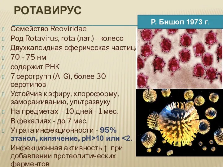 РОТАВИРУС Семейство Reoviridae Род Rotavirus, rota (лат.) –колесо Двухкапсидная сферическая частица 70 -