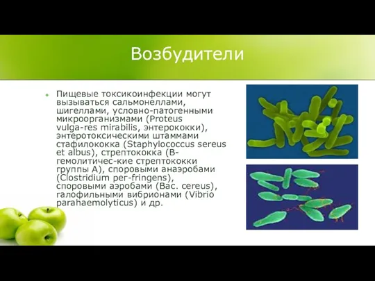 Возбудители Пищевые токсикоинфекции могут вызываться сальмонеллами, шигеллами, условно-патогенными микроорганизмами (Proteus