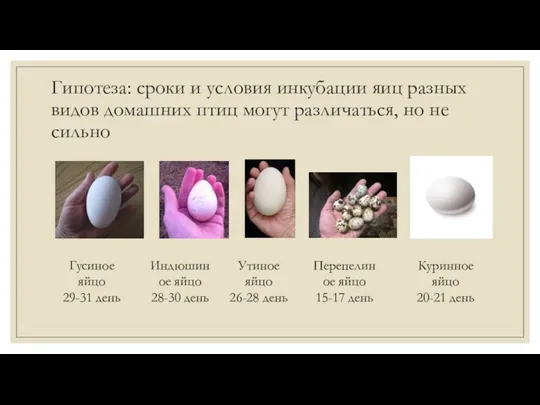 Гипотеза: сроки и условия инкубации яиц разных видов домашних птиц