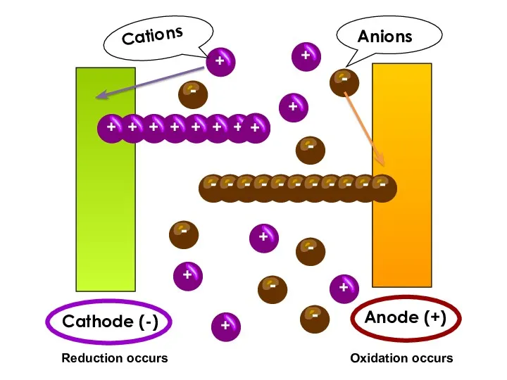 Cathode (-) Anode (+) Reduction occurs Oxidation occurs