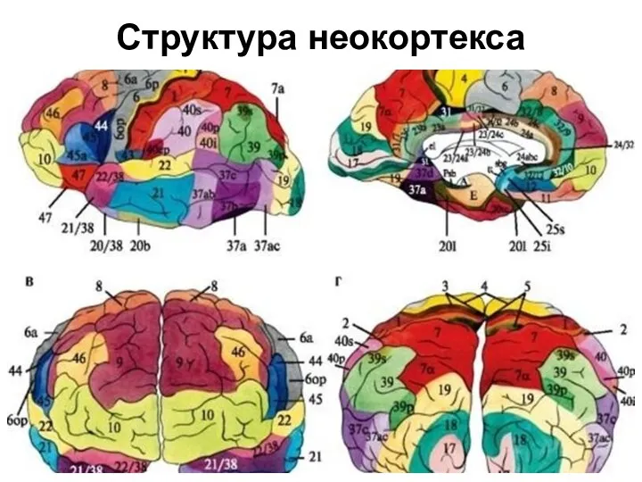 Структура неокортекса