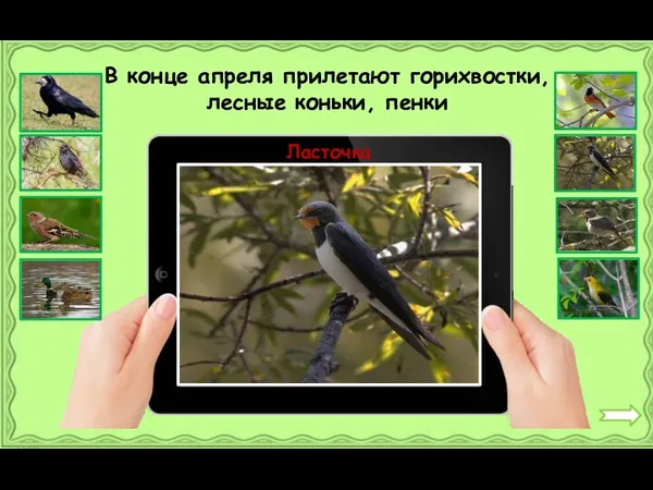 Ласточка В конце апреля прилетают горихвостки, лесные коньки, пенки