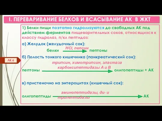 I. ПЕРЕВАРИВАНИЕ БЕЛКОВ И ВСАСЫВАНИЕ АК В ЖКТ 1) Белки