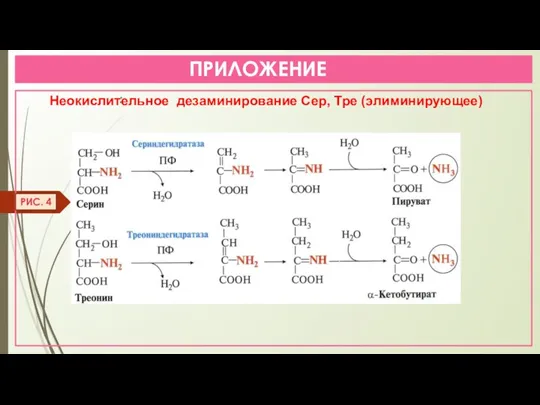 ПРИЛОЖЕНИЕ : Неокислительное дезаминирование Сер, Тре (элиминирующее) РИС. 4