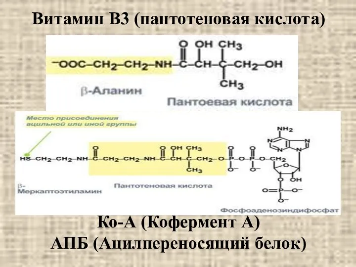 Витамин В3 (пантотеновая кислота) Ко-А (Кофермент А) АПБ (Ацилпереносящий белок)