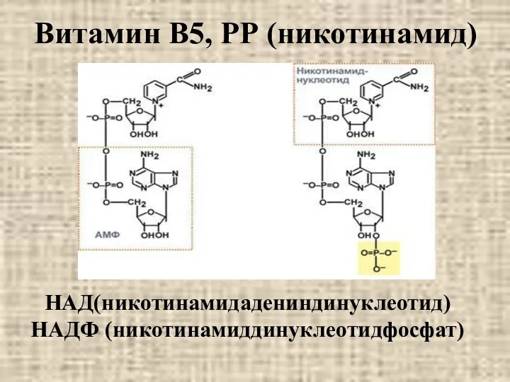 Витамин В5, РР (никотинамид) НАД(никотинамидадениндинуклеотид) НАДФ (никотинамиддинуклеотидфосфат)