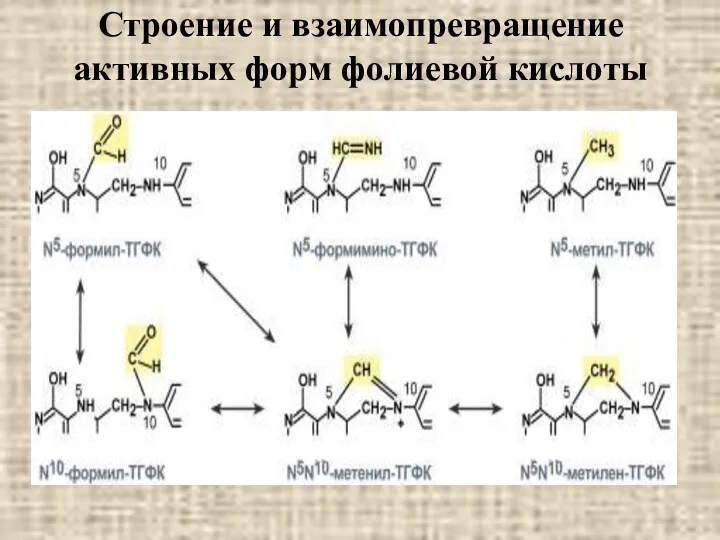 Строение и взаимопревращение активных форм фолиевой кислоты