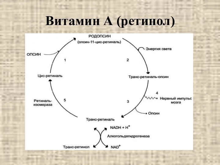 Витамин А (ретинол)