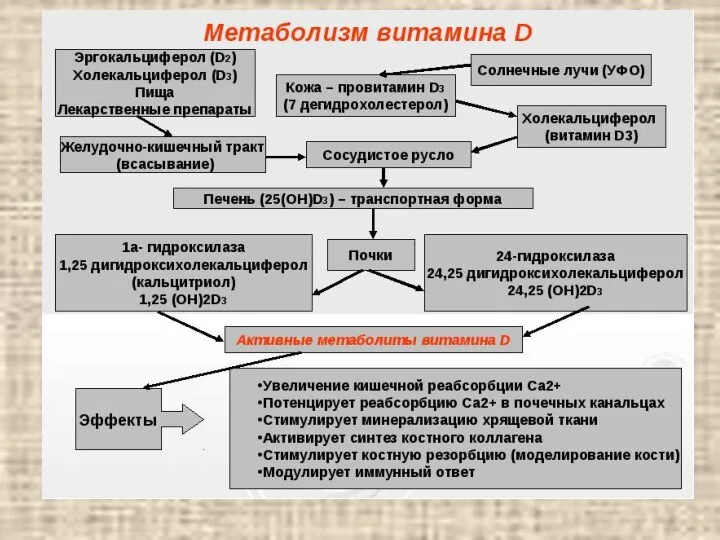 Действие витамина Д на обмен веществ