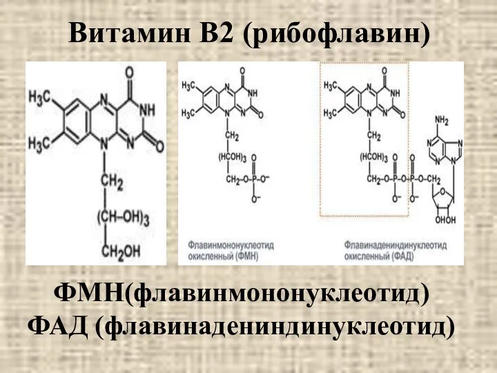 Витамин В2 (рибофлавин) ФМН(флавинмононуклеотид) ФАД (флавинадениндинуклеотид)