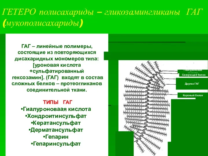 ГЕТЕРО полисахариды – гликозамингликаны ГАГ (мукополисахариды) ГАГ – линейные полимеры,