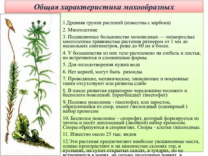 Общая характеристика мохообразных 1.Древняя группа растений (известны с карбона) 2.