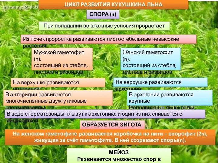 СПОРА (n) При попадании во влажные условия прорастает Из почек