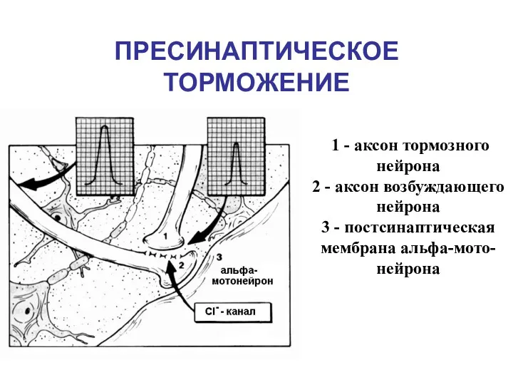 ПРЕСИНАПТИЧЕСКОЕ ТОРМОЖЕНИЕ 1 - аксон тормозного нейрона 2 - аксон