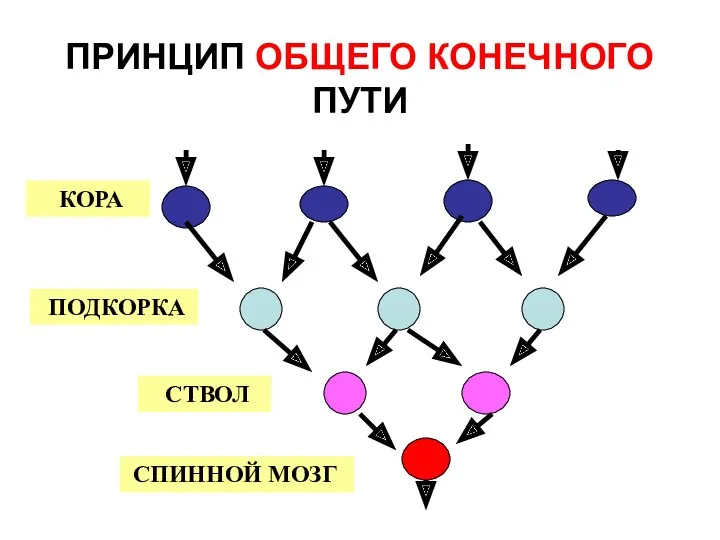 ПРИНЦИП ОБЩЕГО КОНЕЧНОГО ПУТИ КОРА ПОДКОРКА СТВОЛ СПИННОЙ МОЗГ