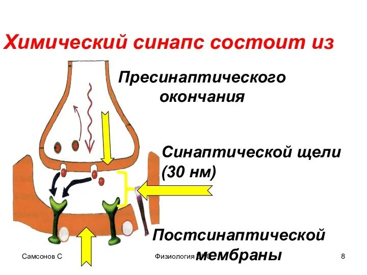 Самсонов С Физиология ЦНС Химический синапс состоит из Пресинаптического окончания Синаптической щели (30 нм) Постсинаптической мембраны