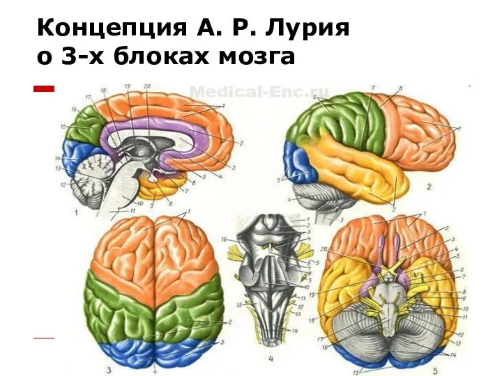 Концепция А. Р. Лурия о 3-х блоках мозга
