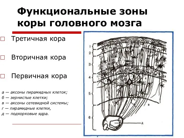 Функциональные зоны коры головного мозга Третичная кора Вторичная кора Первичная